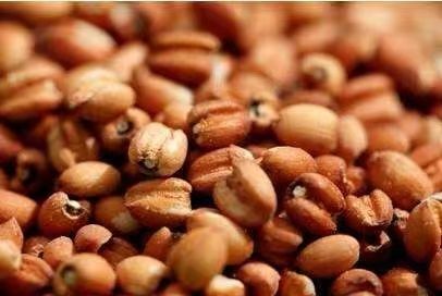 “懷府薏康堂”為什么不做薏米粉？